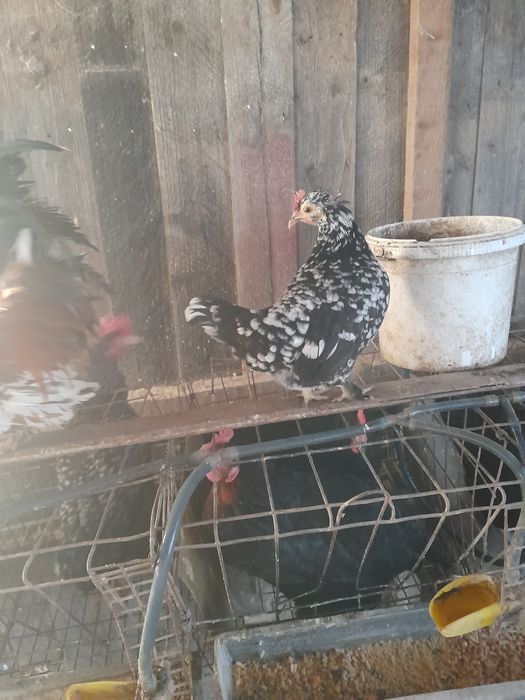 Pereche LILIPUTI Gaina + Cacos din vara anului trecut