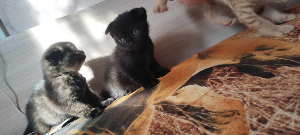 Продам котят 1 мальчик 2 девочки