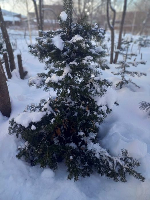 Живая ёлочка к Новому Году