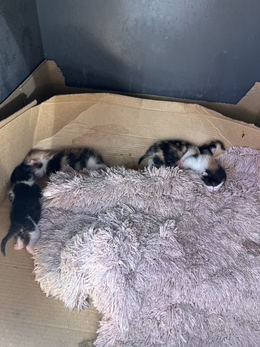 котята в добрые ручки