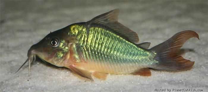 Чистельшик дна Коридорас изумрудный или зелёный сомик