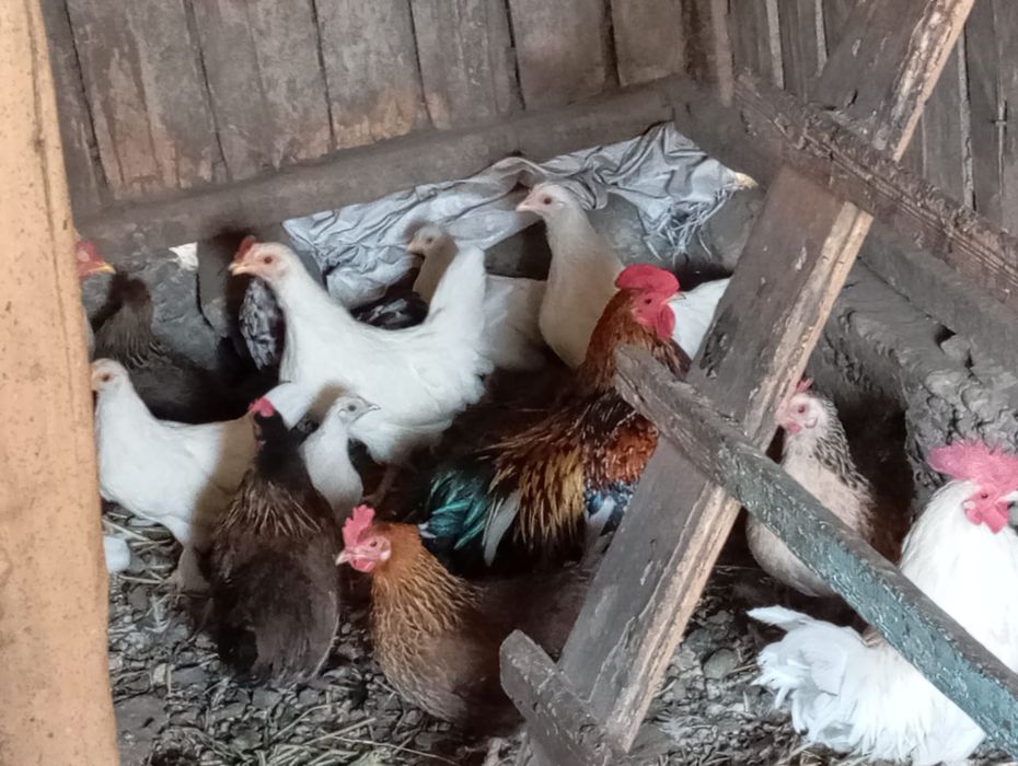 Продам карликовых цеплят