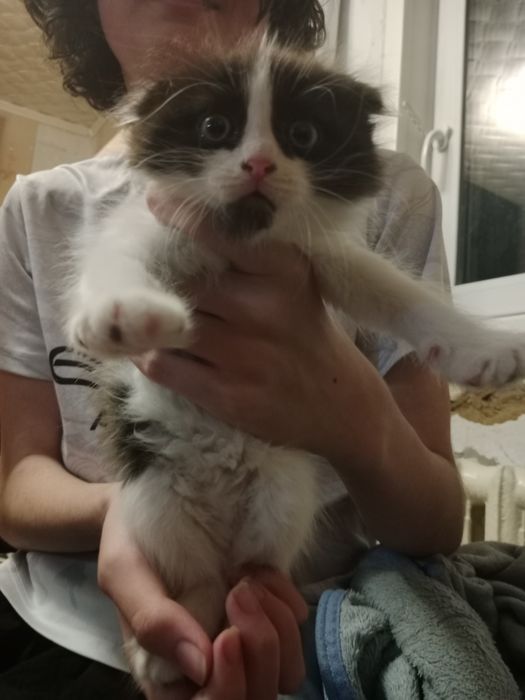 Котята в хорошие руки