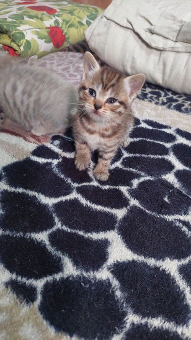 Британские котята.г. Шымкент.