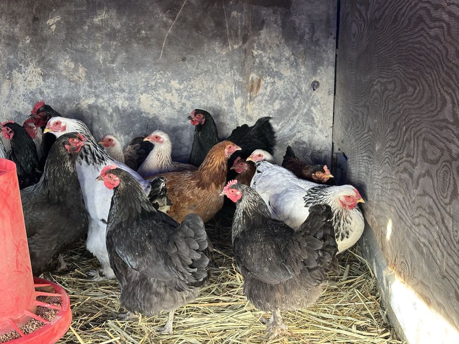 Продам домашних курей