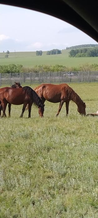 Продам лошадей .Кобылы