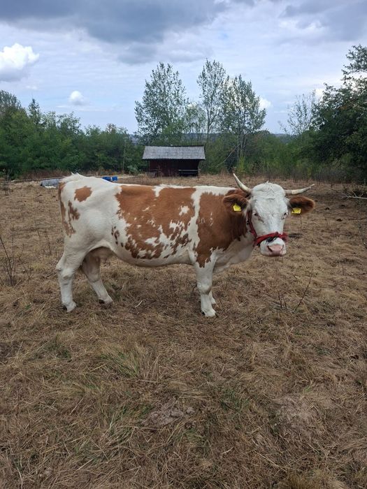 Vând vaca balțată urgent