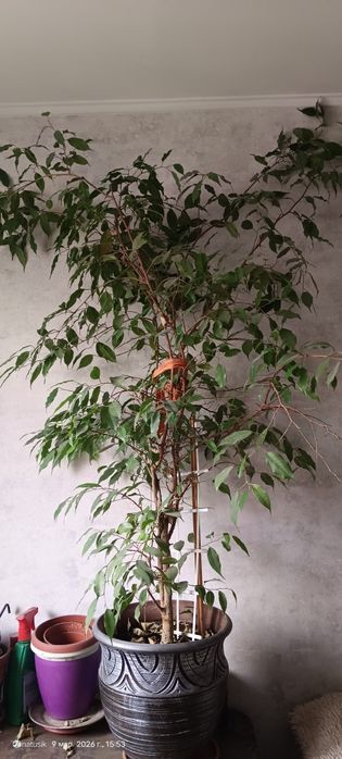 Комнатный цветок