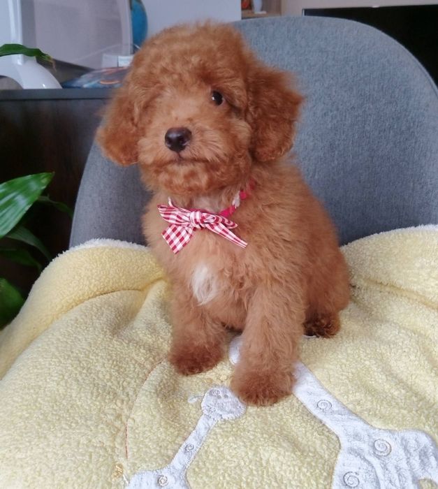 Мини пудел/Mini poodle момченце