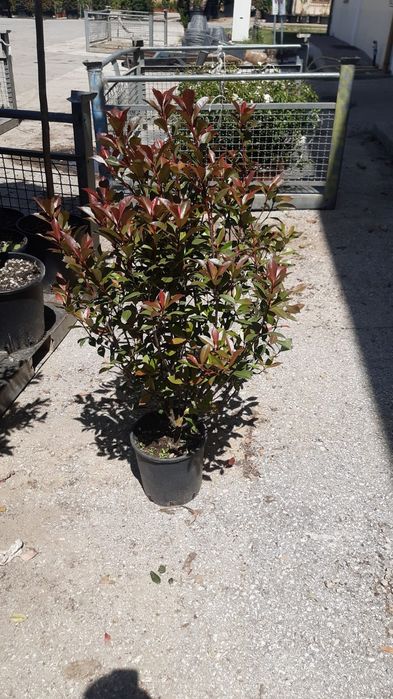 Fotinia Red (photinia)