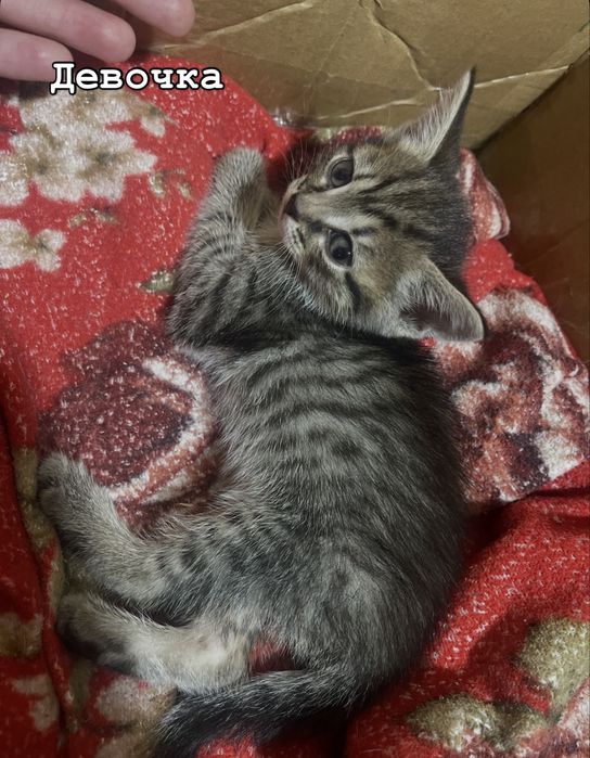 Отдам котят в добрые руки