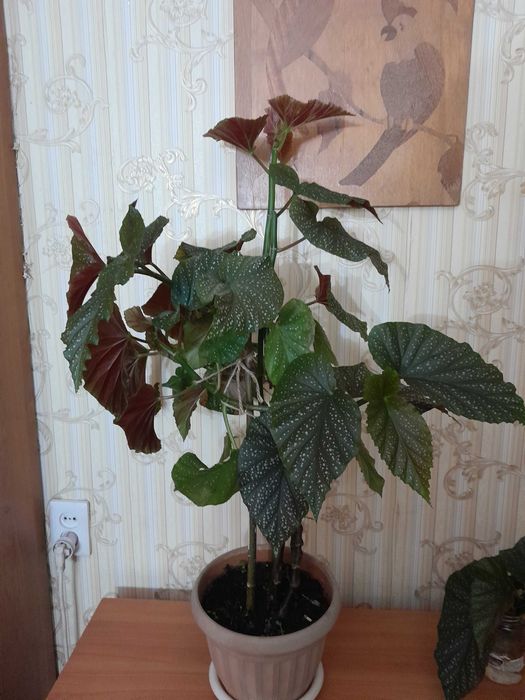 Бегонию коралловую продам