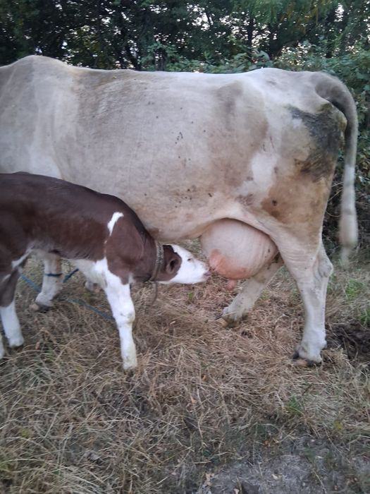 Vind vacă  cu vițel  lângă ea