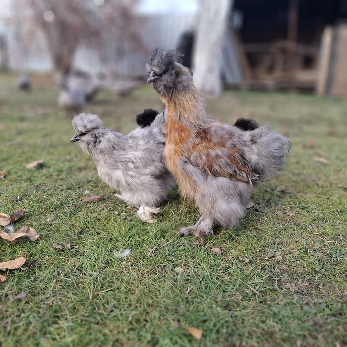 Китайские шёлковые куры