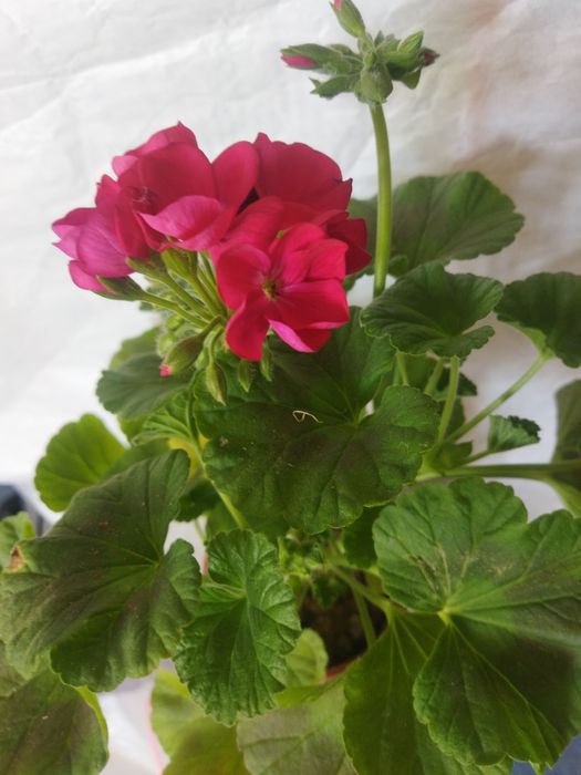 Комнатные цветы красивые