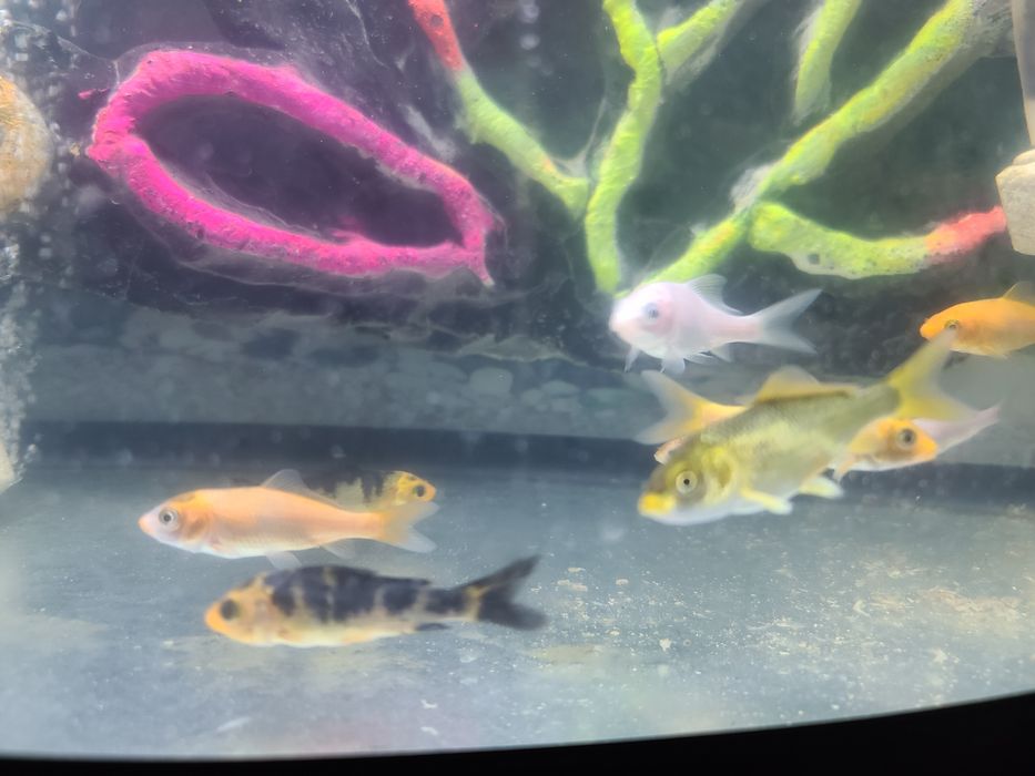 Коя,коя платина,комета,аранда,к,изил шапкача,оранда