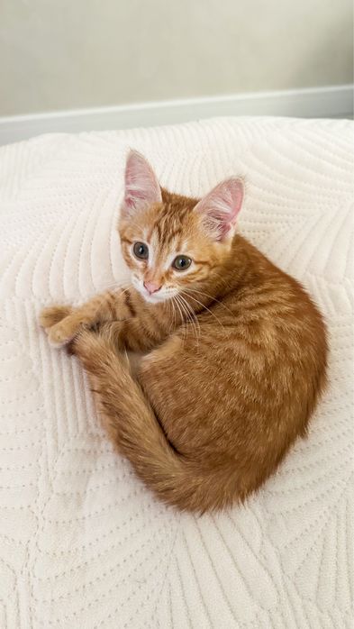 Котенок девочка Люмми