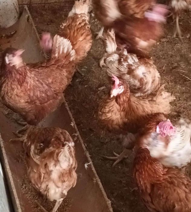 Puicute rosi ouatoare