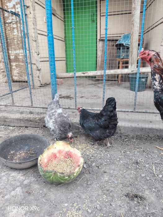 Tovuqlar sotiladi