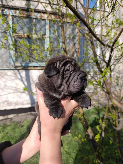 Продажа щенков шарпей