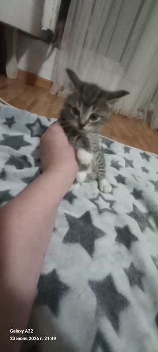 Котята отдам в добрые руки
