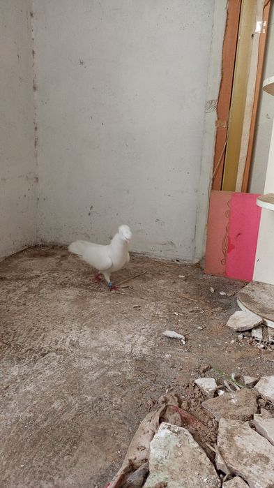 Голубь голуби кептер тауық қораз балапан