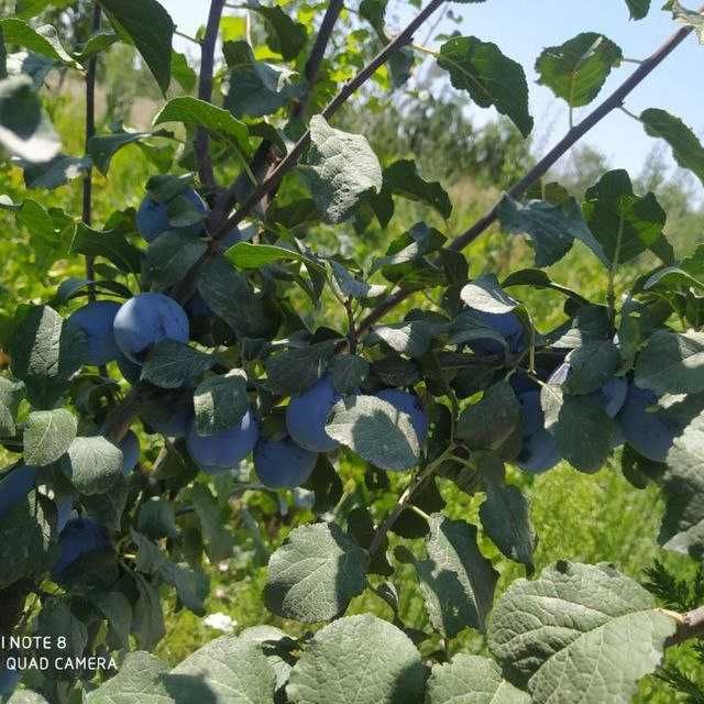 Кучатлар сотилади