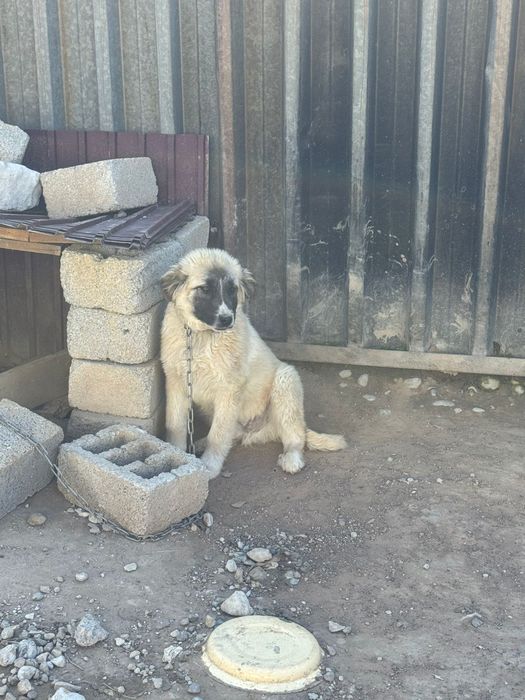 Еркек күшік сатылады