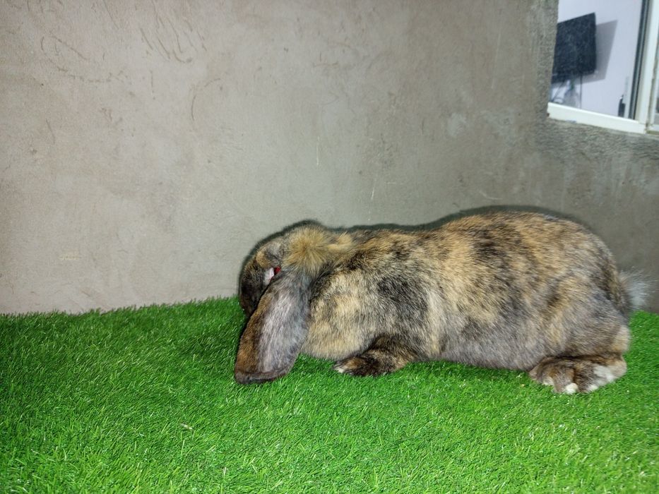 Кролик Французский баран