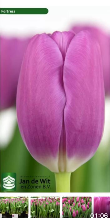 Тюльпаны к 8 марта