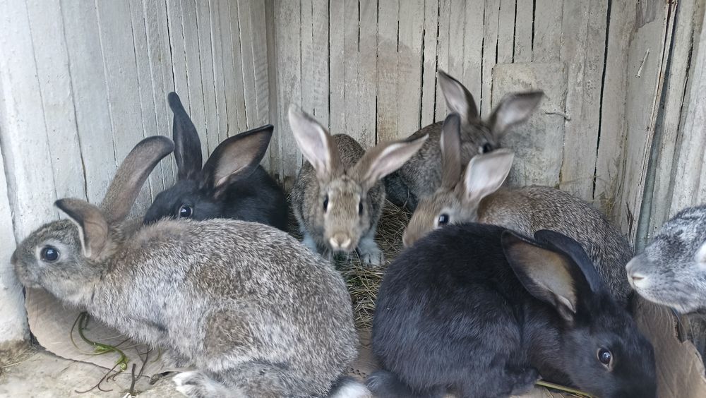 Продам крольчат...