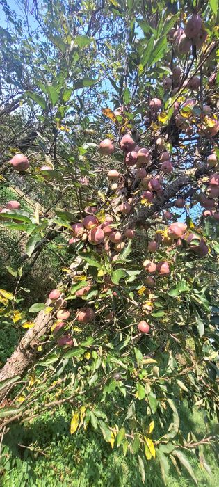 teren intravilan, 1300 mp, cu constructie si livada imprejmuit,asfalt,