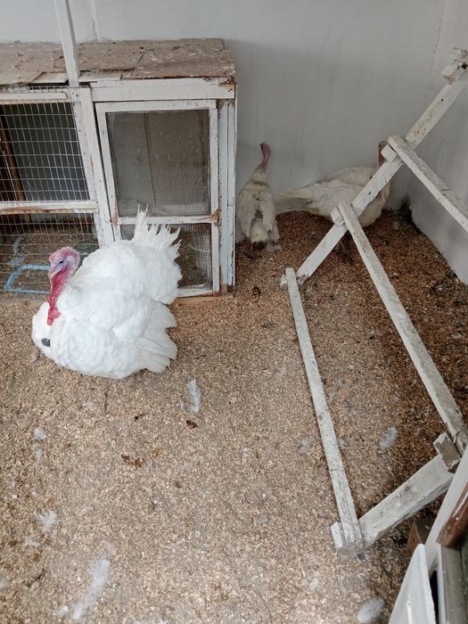 Продам Индюки 5 шт
