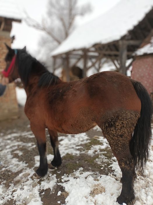 Iapa de vânzare mai multe detalii în privat sau la nr telefon