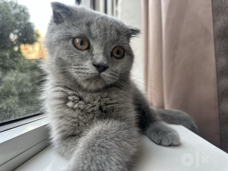 Котенок. Шотландский вислоухий мальчик, 3 месяца
