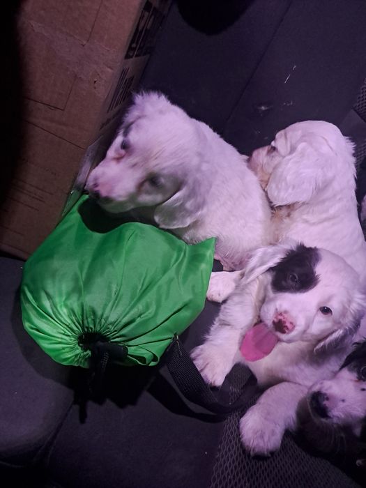 Щенки спаниеля очень красивые