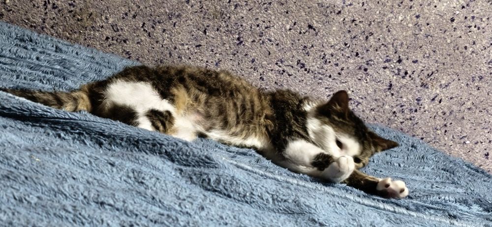 Стерилизованная девочка в ответственные руки