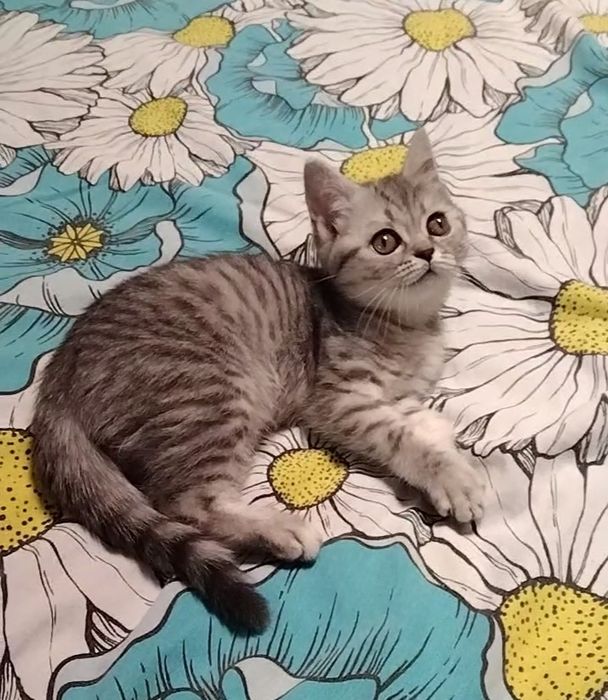 Девочка. Скоттиш страйт.