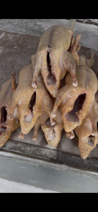 Гуси     домашние