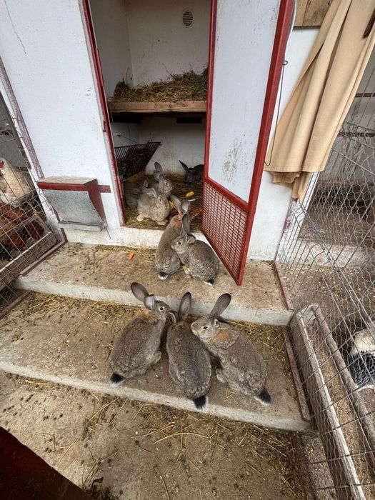 iepuri/iepure urias german (masculi)