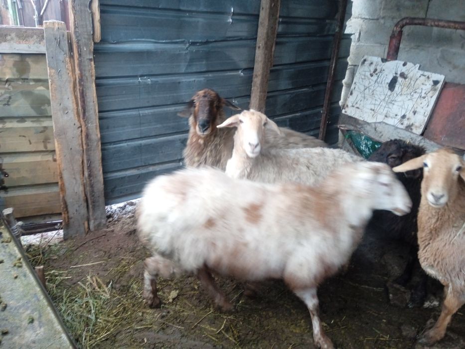 Кой сатылады саулык, тусак