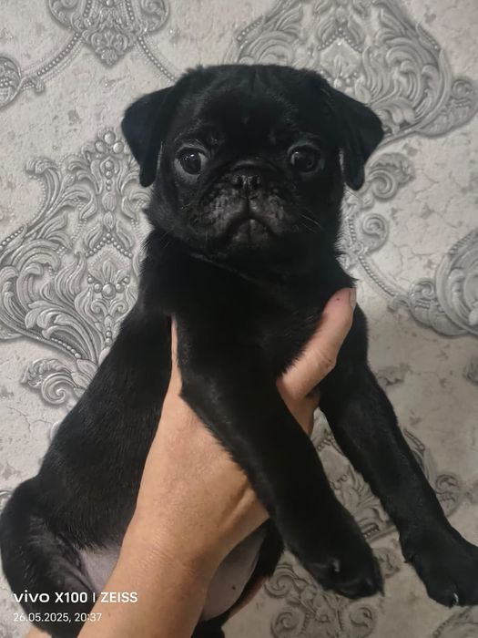 Очаровательные щенки мопса.