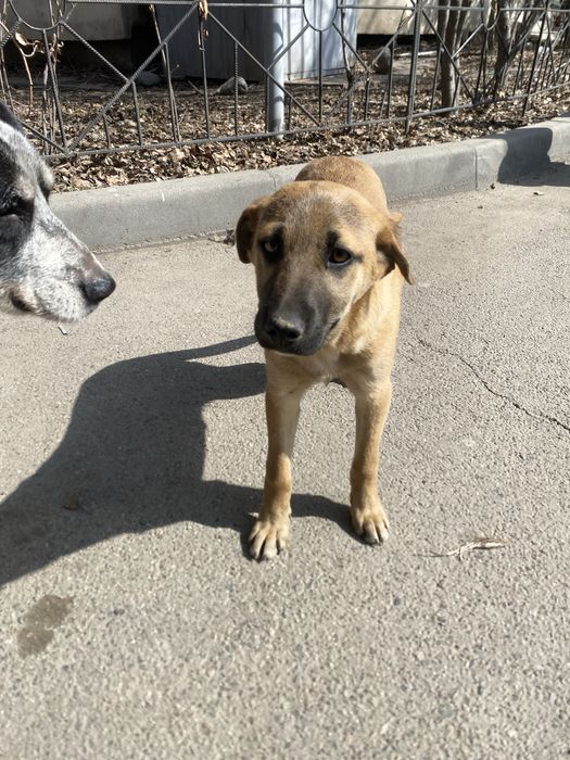 Щенок собака золотинка 3 мес