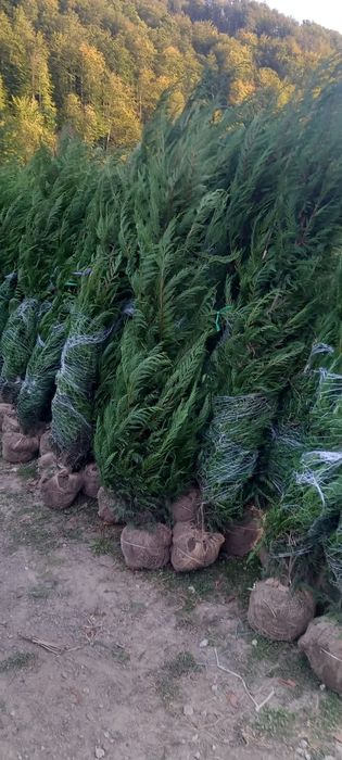 Vindem tuia leylandii 
*avem toate dimensiunile.
*preturile variază în