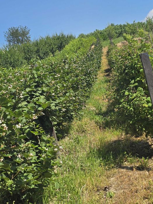 1,8 Ha Livadă la Poalele Pădurii | Casă + 2 Cabane | 700 Pomi Fructiferi | 200.000 € Negociabil
