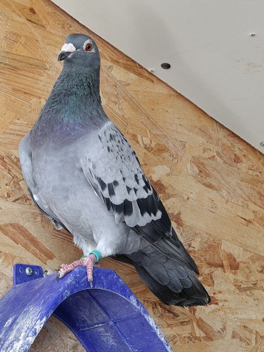 Vand porumbei pui și bătrâni