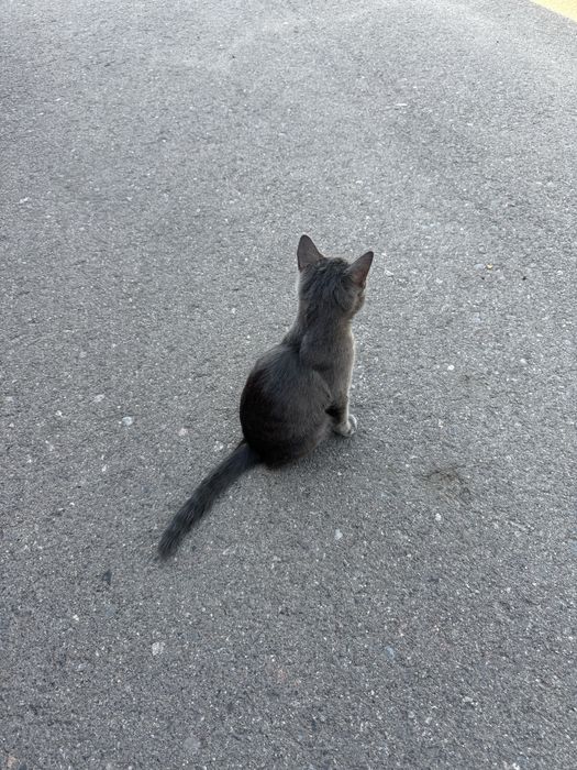 Котенок в хорошие руки