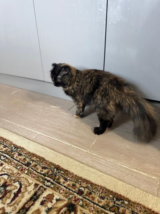 Кошка девочка отдам даром