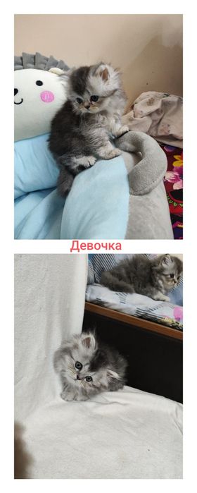 Британский+Шотландский котята (кошка)