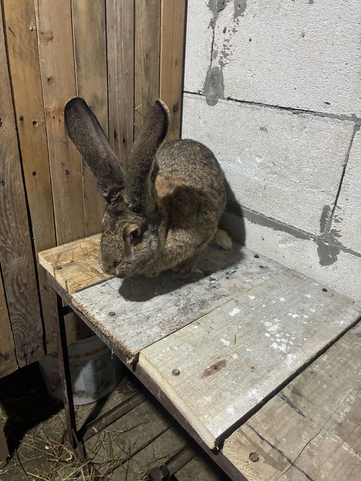 Vand iepuroaica urias german